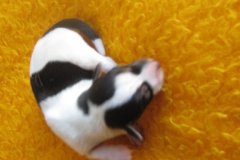 1b6b8854e3e1c9999f2a0e620e1018826b23a526-bellis2018011
