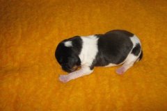 a07775afcda837787c73c5501d0a20c647fdf900-bellis2018010